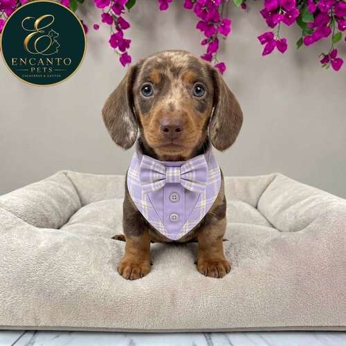 Cachorro Salchicha Miniatura Arlequín Chocolate / Miniature Dachshund Dapple Chocolate disponible
