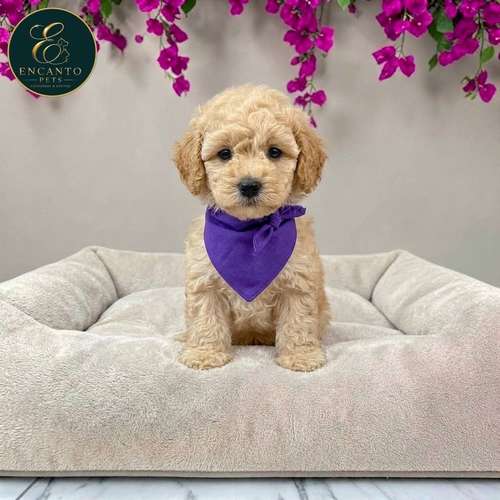 Cachorro FRENCH POODLE APRICOT MINIATURA disponible