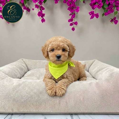 Cachorro FRENCH POODLE APRICOT MINIATURA disponible