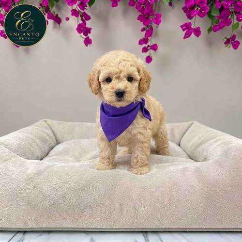 Cachorro FRENCH POODLE APRICOT MINIATURA disponible
