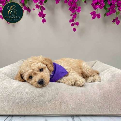 Cachorro FRENCH POODLE APRICOT MINIATURA disponible