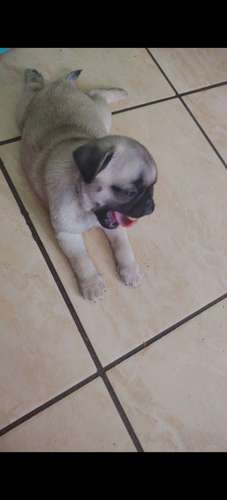 Perros pug