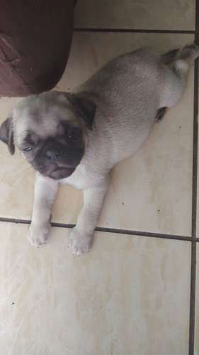 Perros pug