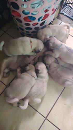 Perros pug