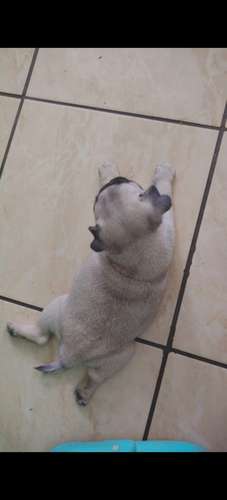Perros pug