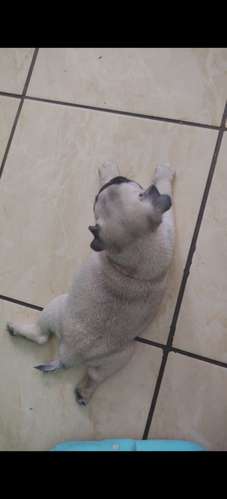 Pug hermoso mozos  - Imagen 4