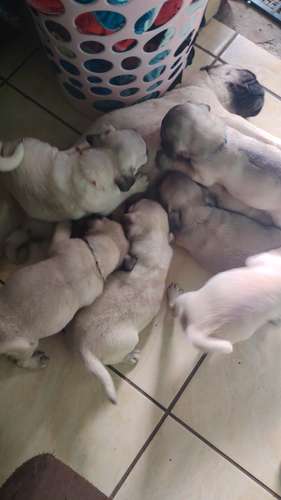 Pug hermoso mozos  - Imagen 8