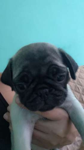 Pug hermoso mozos  - Imagen 3