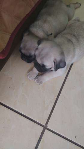 Pug hermoso mozos  - Imagen 5