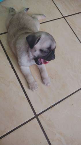 Pug hermoso mozos  - Imagen 6