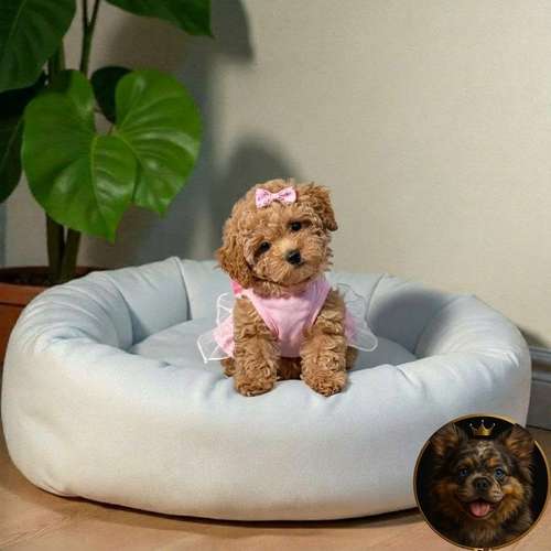 Cachorro FRENCH POODLE APRICOT MINIATURA disponible