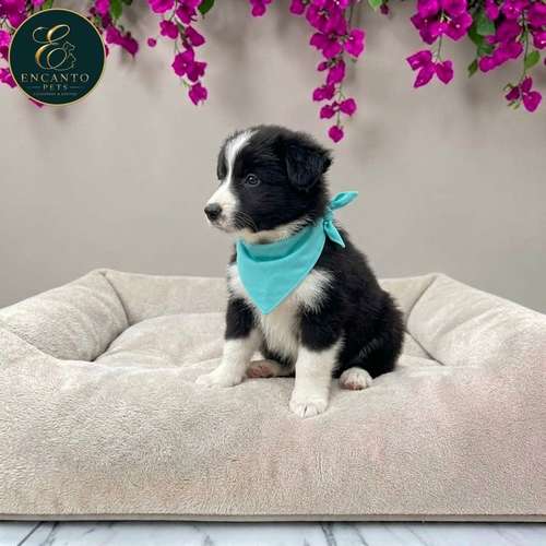 Cachorro BORDER COLLIE TRADICIONAL disponible