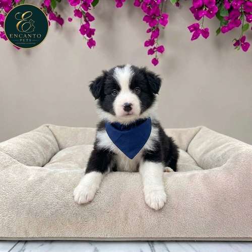 Cachorro BORDER COLLIE TRADICIONAL disponible - Imagen 6