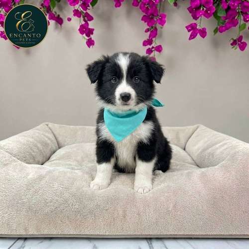 Cachorro BORDER COLLIE TRADICIONAL disponible - Imagen 2
