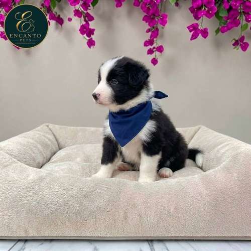 Cachorro BORDER COLLIE TRADICIONAL disponible - Imagen 8