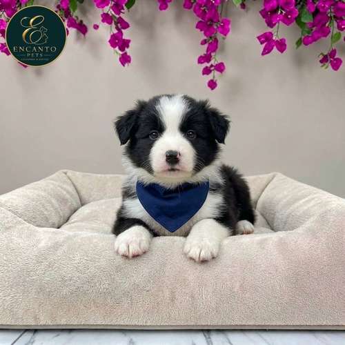 Cachorro BORDER COLLIE TRADICIONAL disponible - Imagen 7