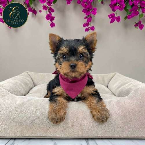 Cachorro Yorkie Miniatura / Yorkshire Terrier Miniature disponible - Imagen 3