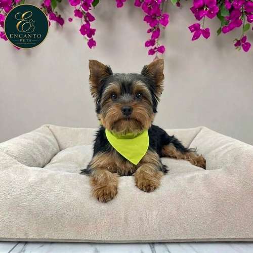 Cachorro Yorkie Miniatura / Yorkshire Terrier Miniature disponible - Imagen 9