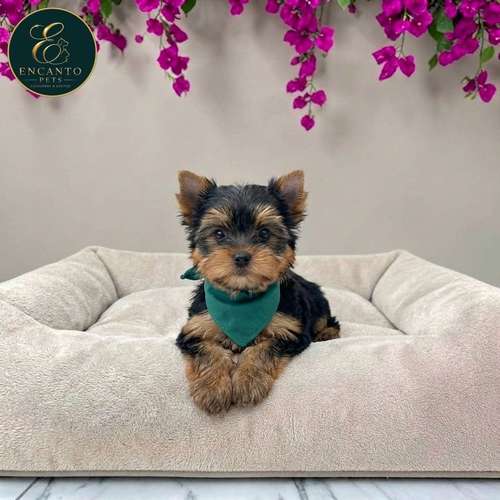 Cachorro Yorkie Miniatura / Yorkshire Terrier Miniature disponible - Imagen 10