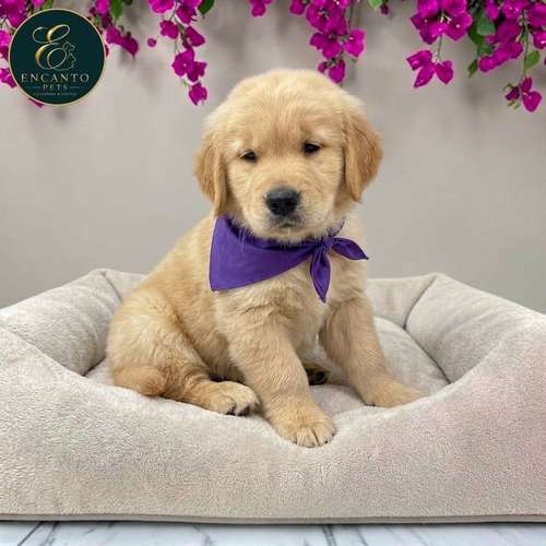 Cachorro GOLDEN RETRIEVER LINEA AMERICANA disponible