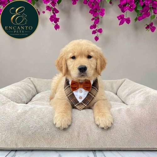 Cachorro GOLDEN RETRIEVER LINEA AMERICANA disponible