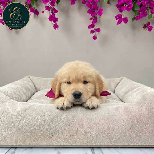 Cachorro GOLDEN RETRIEVER LINEA AMERICANA disponible