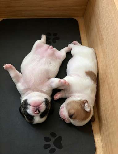 Hermosas bulldog francés  - Imagen 3