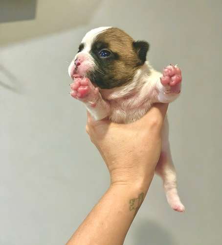 Hermosas bulldog francés  - Imagen 2