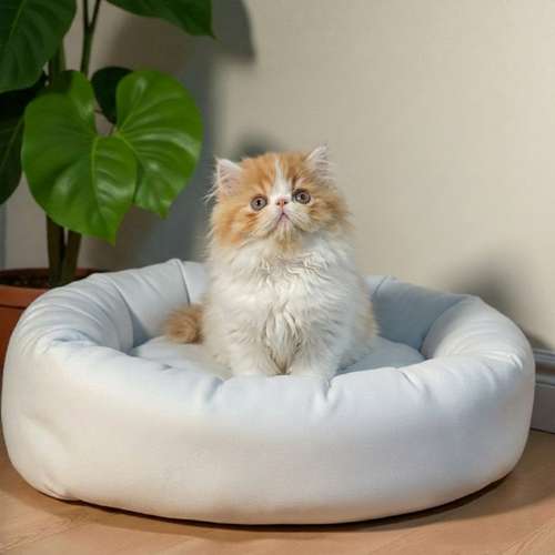 Gatito PERSA disponible
