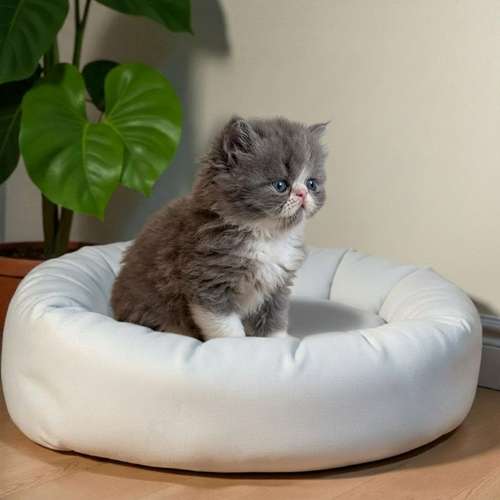 Gatito PERSA disponible