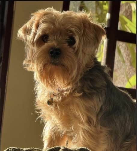 Yorkshire terrier