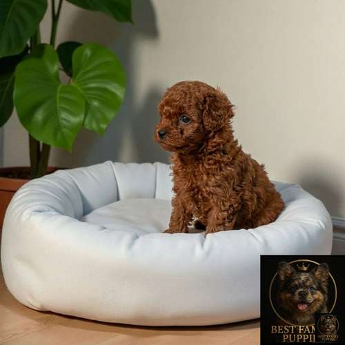 Cachorro FRENCH POODLE RED MINIATURA disponible