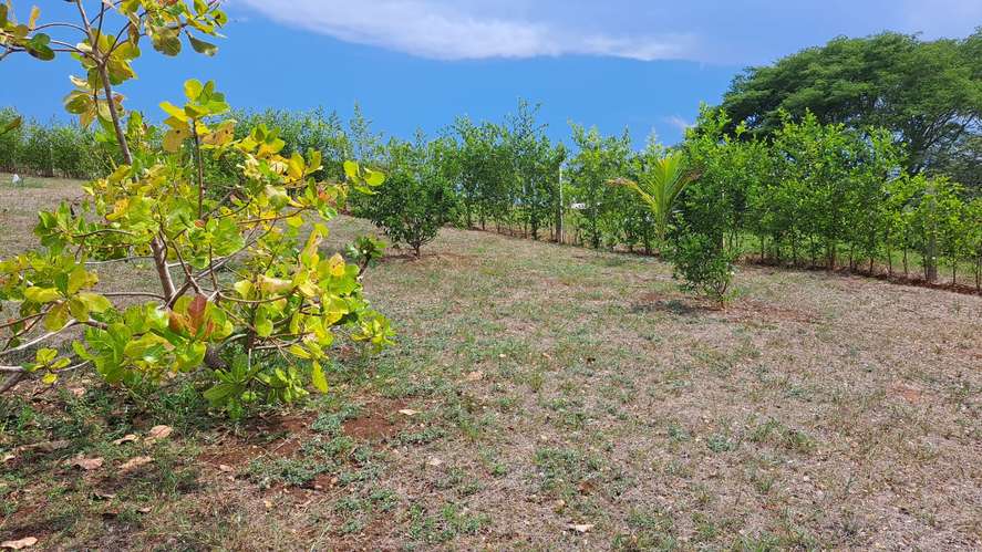 Vendo quinta 5.050 m2 en Residencial de Quintas Las Praderas del Pacifico, San Mateo Alajuela - Imagen 6
