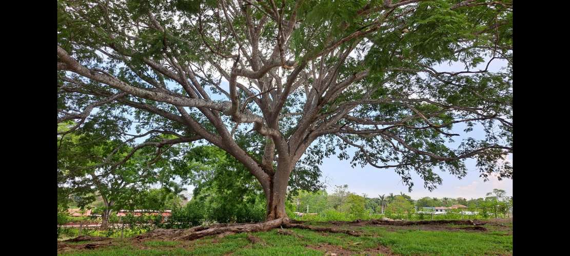 Vendo quinta 5.050 m2 en Residencial de Quintas Las Praderas del Pacifico, San Mateo Alajuela - Imagen 3