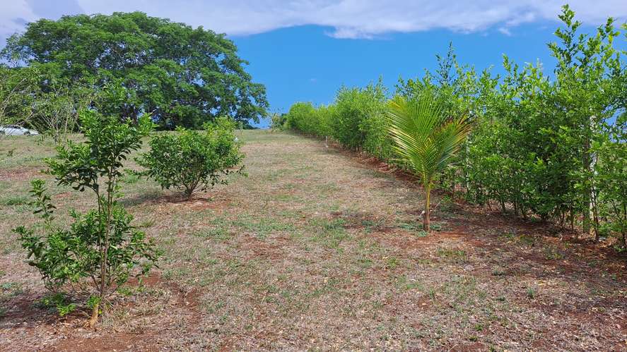Vendo quinta 5.050 m2 en Residencial de Quintas Las Praderas del Pacifico, San Mateo Alajuela - Imagen 7