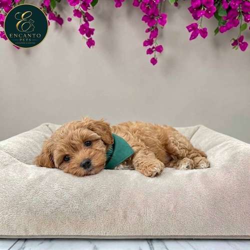 Cachorro MALTIPOO disponible - Imagen 3
