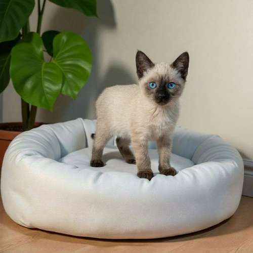 Gatito SIAMES disponible - Imagen 6