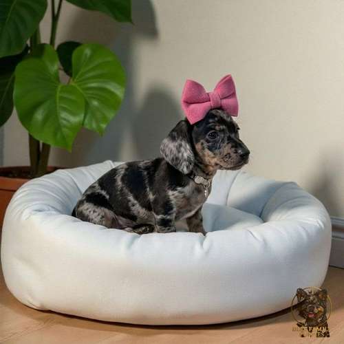 Cachorro Salchicha Miniatura Arlequín Plata / Miniature Dachshund Dapple Silver disponible
