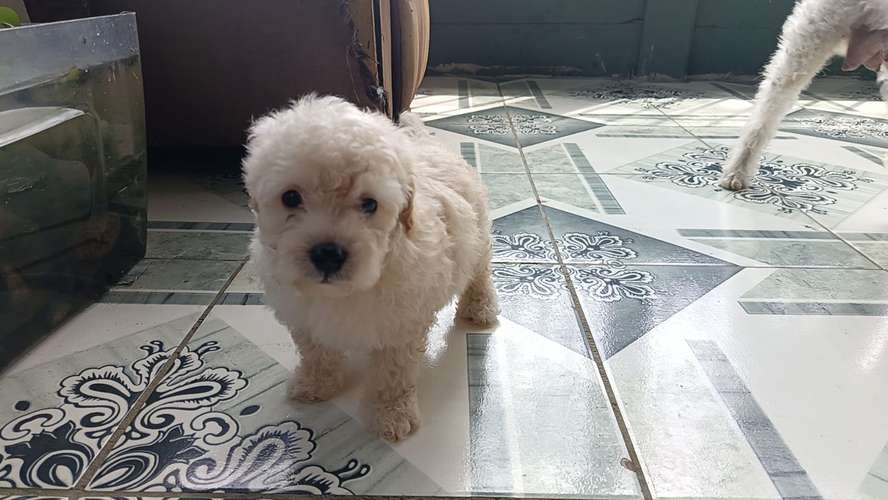 Se venden Frespooll - Imagen 2