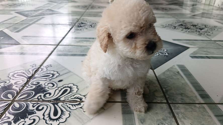 Se venden Frespooll