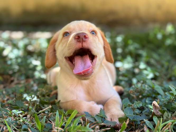 Cachorra Labrador Amarilla  - Imagen 2
