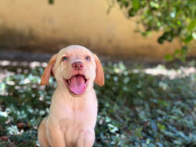 Cachorra Labrador Amarilla  - Imagen 3