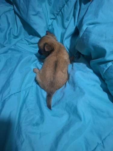 Chihuahua macho pelo largo - Imagen 2