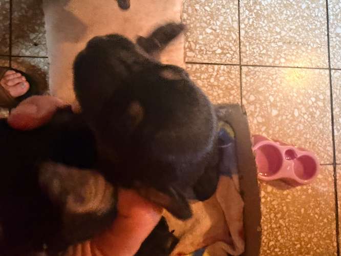 Perros de raza - Imagen 2