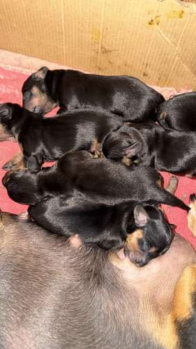 Cachorros de raza 