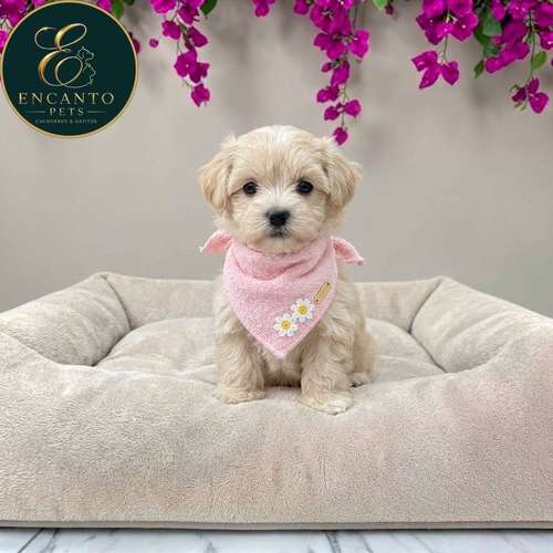 Cachorro MALTIPOO disponible - Imagen 4