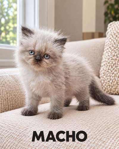 Gatitos persa e himalaya - Imagen 2