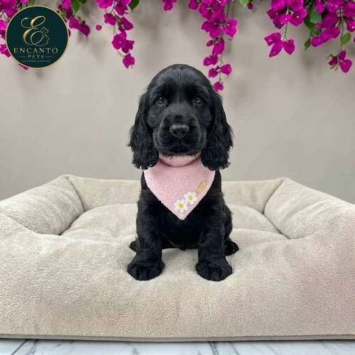 Cachorro COCKER SPANIEL INGLES TRADICIONAL disponible - Imagen 7