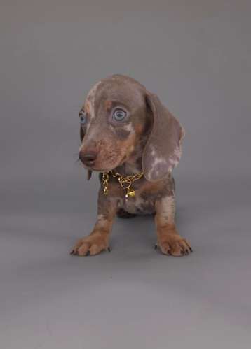 Salchicha arlequín isabella HEMBRA - Imagen 6