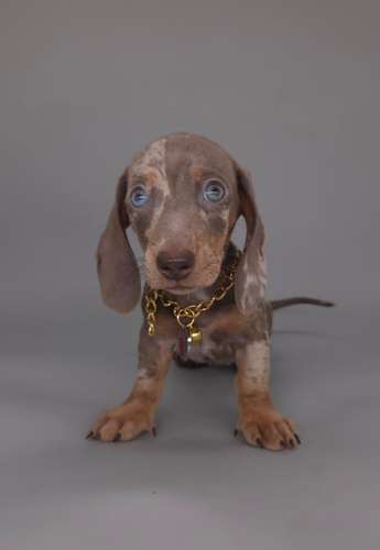 Salchicha arlequín isabella HEMBRA - Imagen 2